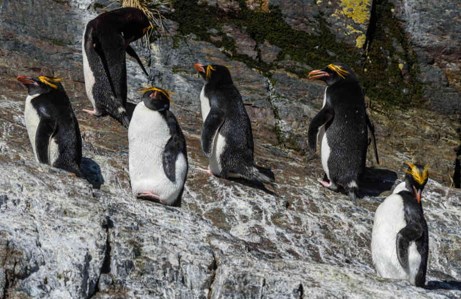 Pingüino Macaroni - islas Georgias del Sur 11.jpg